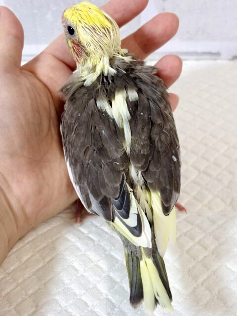 オカメインコ
