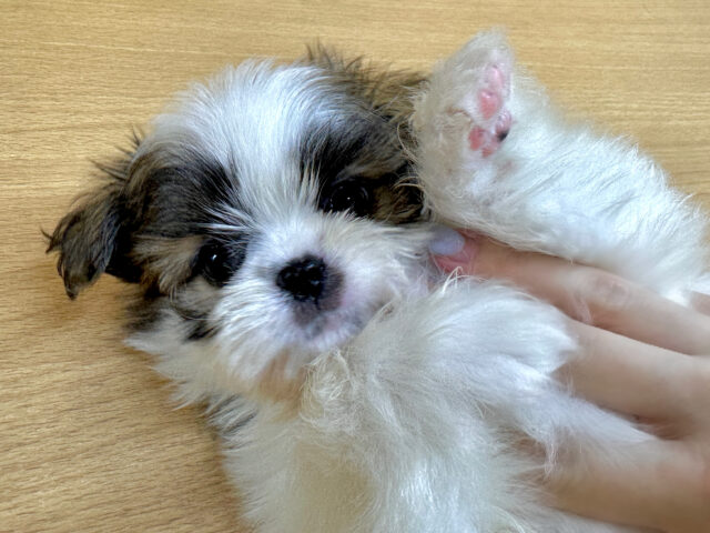 シーポメ