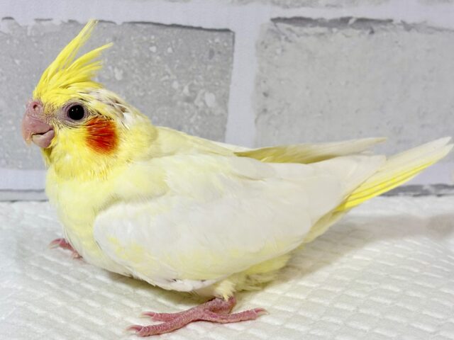 オカメインコ