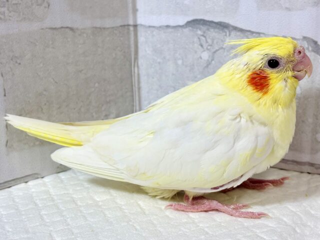オカメインコ