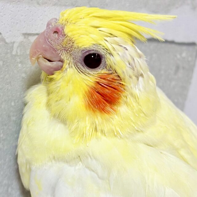 オカメインコ ルチノー 🌕✨💛 オカメインコ