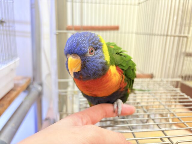 ゴシキセイガイインコ