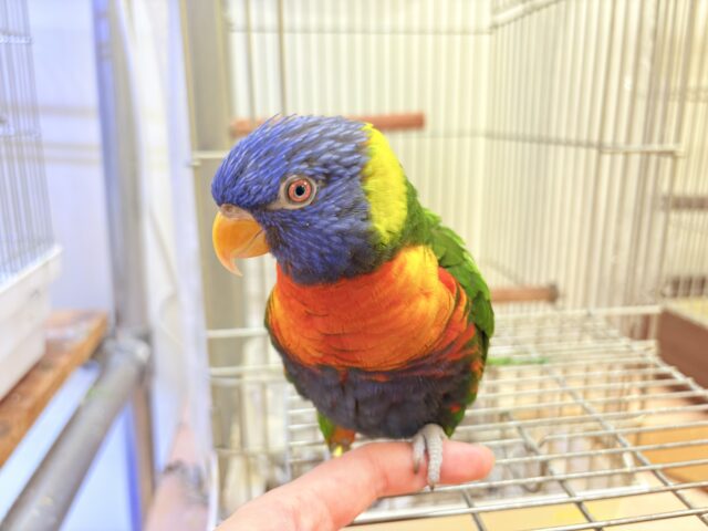 ゴシキセイガイインコ