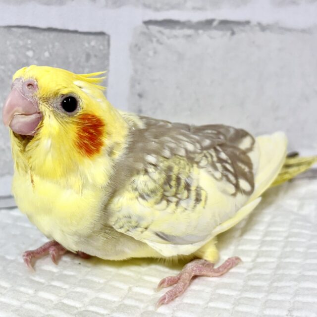 オカメインコ