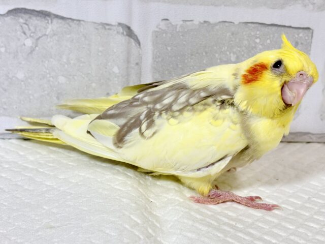 オカメインコ