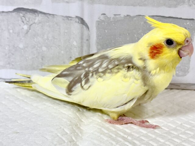 オカメインコ