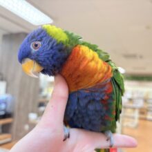 【最新画像】やんちゃな遊び好き🌟ゴシキセイガイインコ