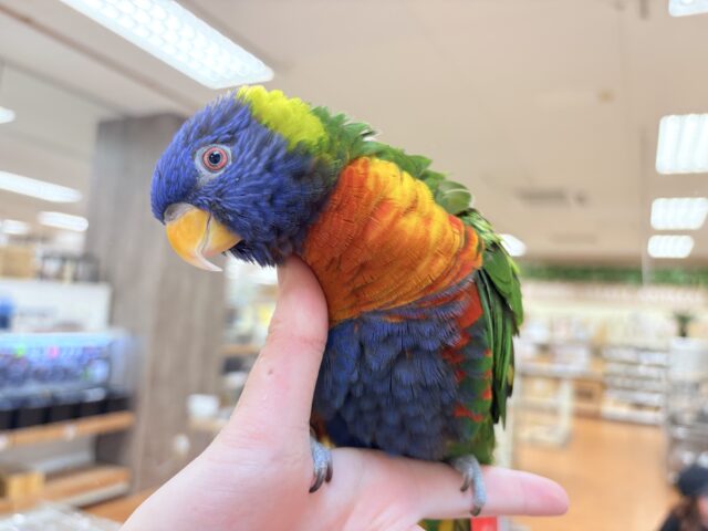 【最新画像】やんちゃな遊び好き🌟ゴシキセイガイインコ
