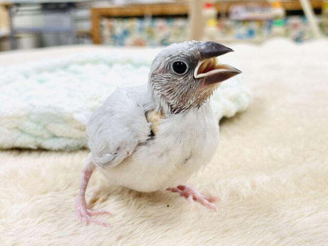 【最新画像】いっぱい食べて大きくなるよ🩶シルバー文鳥（ヒナ）