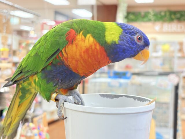 ゴシキセイガイインコ