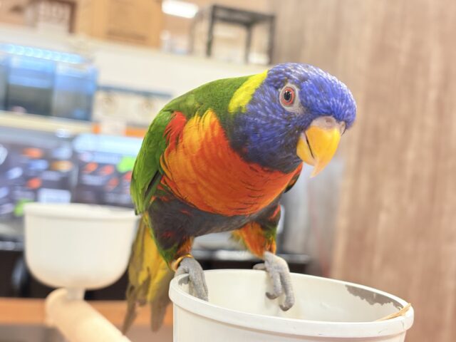 ゴシキセイガイインコ