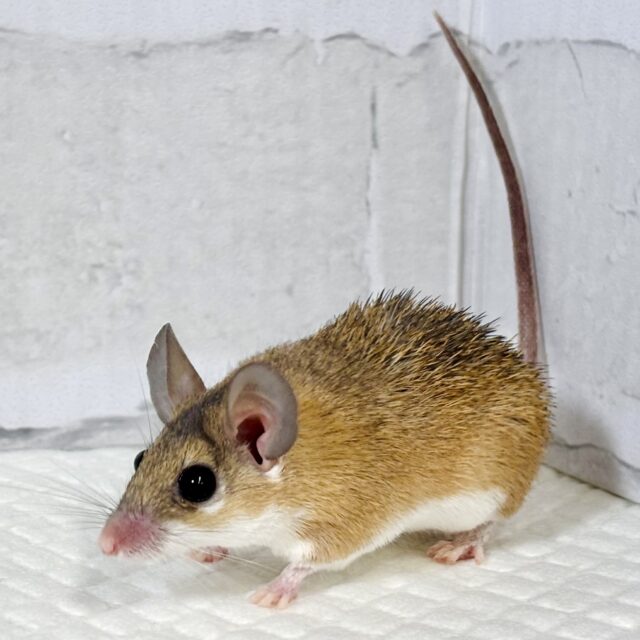 カイロトゲマウス