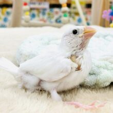 【最新画像】裸ん坊のヒナヒナちゃん🤍白文鳥（ヒナ）