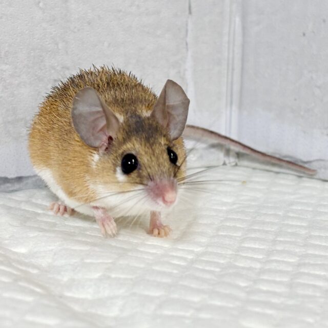 カイロトゲマウス