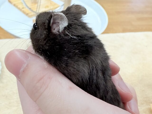 ジャンガリアン