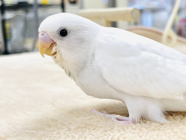 最新画像🪄︎︎‪‪💫】まっしろ天使の羽🪽セキセイインコ（ダブル‬‬