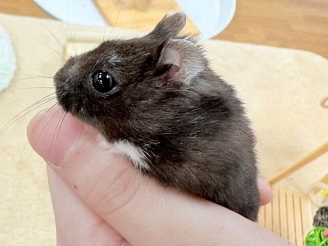 ジャンガリアン