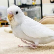【最新画像】まっしろ天使の羽🪽セキセイインコ（ダブルファクター）ヒナ