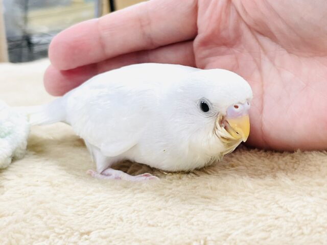 最新画像🪄︎︎‪‪💫】まっしろ天使の羽🪽セキセイインコ（ダブル‬‬