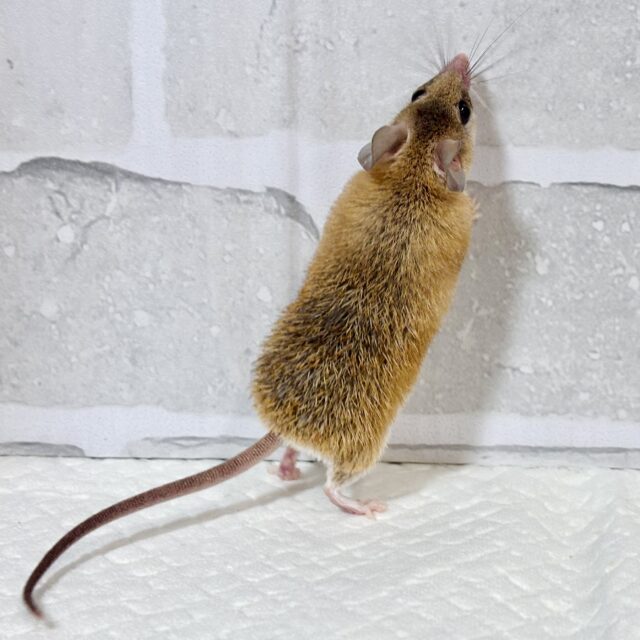 カイロトゲマウス