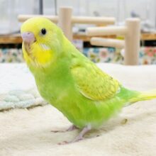 【最新画像】春がきちゃった！？菜の花カラー💛💚セキセイインコ（スパングル）ヒナ
