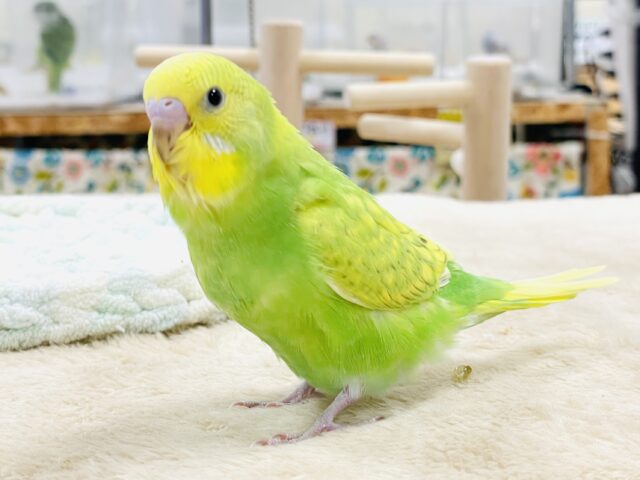 【最新画像】春がきちゃった！？菜の花カラー💛💚セキセイインコ（スパングル）ヒナ
