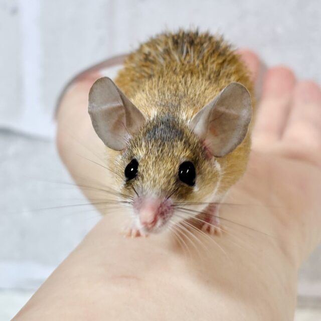 カイロトゲマウス