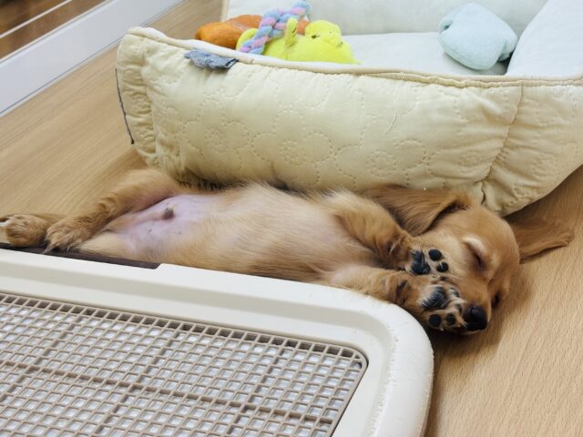 超ホヤホヤ最新画像✨僕の可愛さで困らせちゃう♡ミニチュアダックスフンドくん! ミニチュアダックス