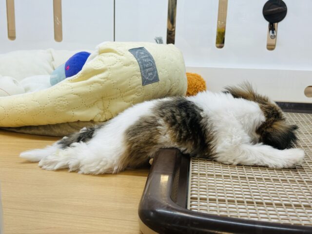シーズー