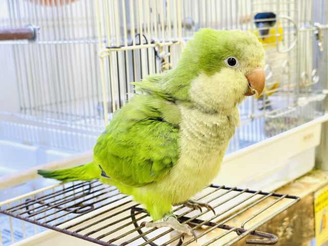 オキナインコ