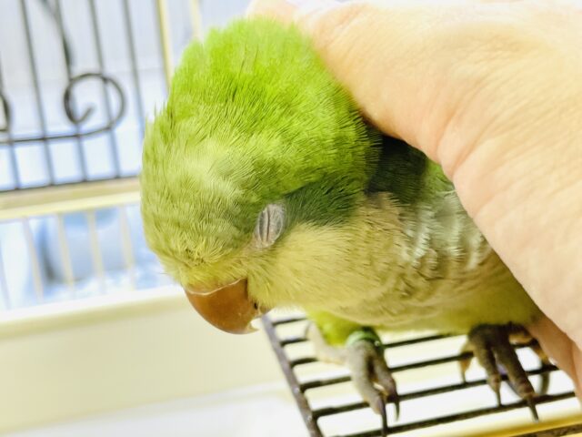 オキナインコ