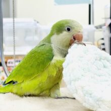 【最新画像】カゴ練習はじめました💚オキナインコ（ノーマル）ヒナ