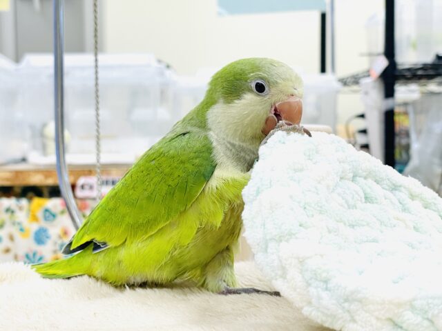 【最新画像】カゴ練習はじめました💚オキナインコ（ノーマル）ヒナ