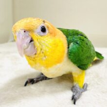 元気いっぱい登場💛💚シロハラインコ（女の子）ヒナ