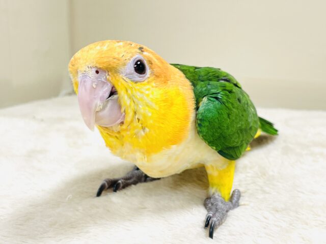 元気いっぱい登場💛💚シロハラインコ（女の子）ヒナ
