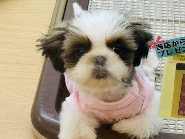 好き好きアピール爆発〜♡シーズーくん! シーズー