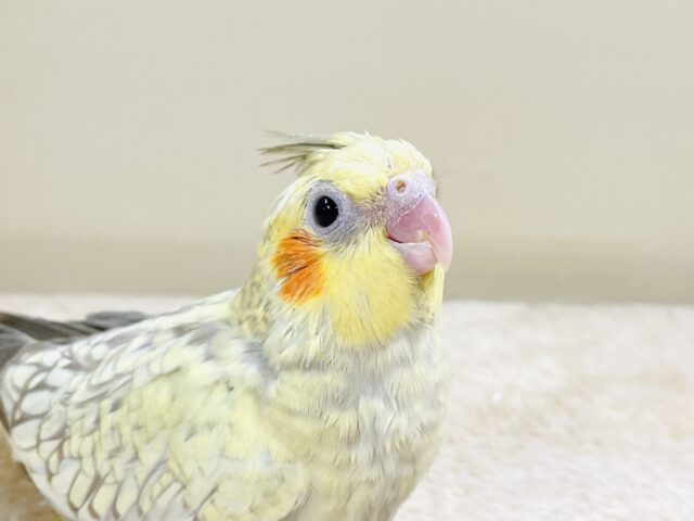 オカメインコ