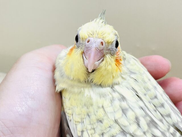 オカメインコ