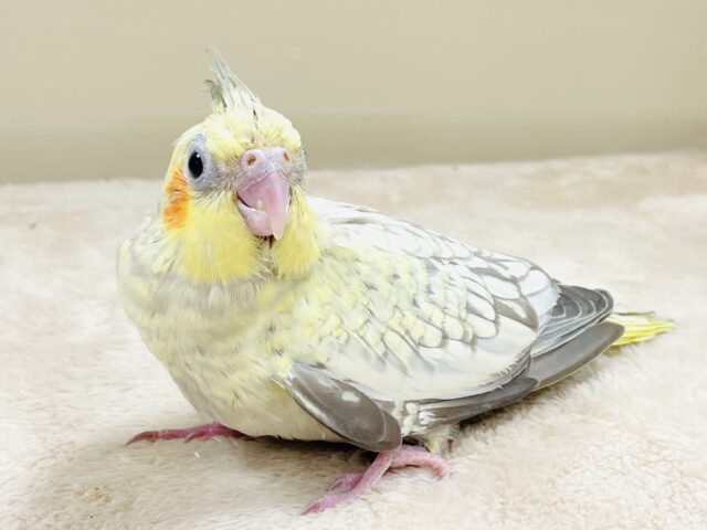 オカメインコ