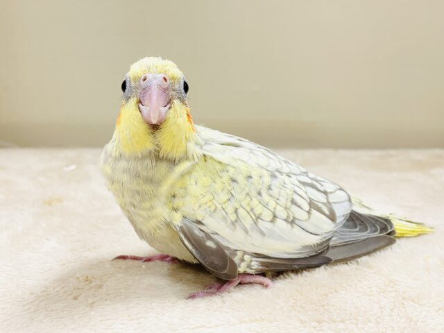 オカメインコ