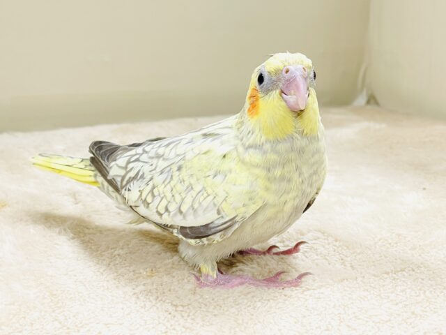 オカメインコ