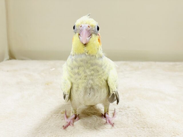 オカメインコ