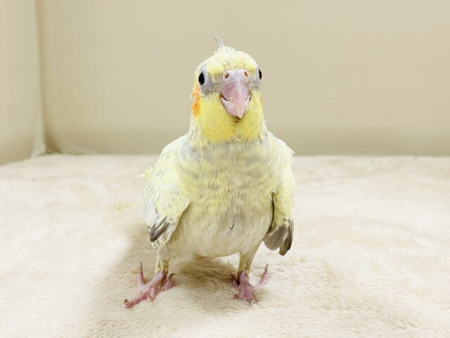 オカメインコ