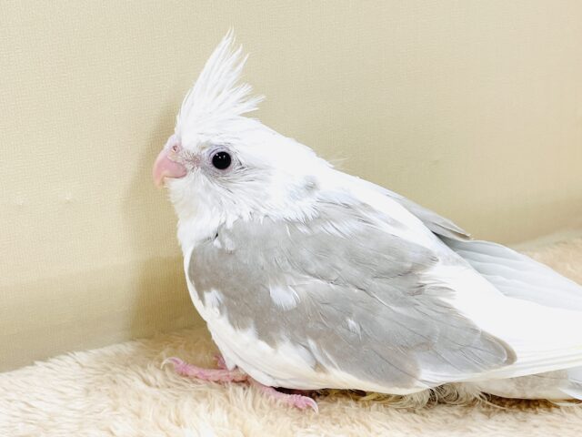 オカメインコ