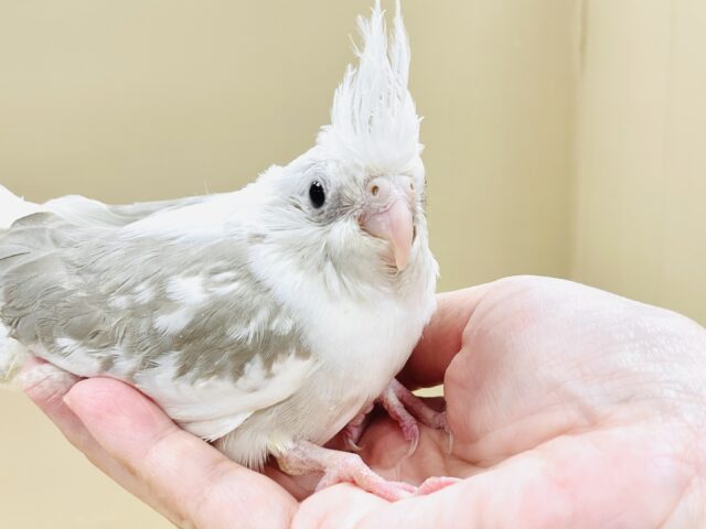 オカメインコ