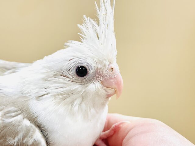 オカメインコ