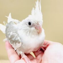 どきどきでいっぱい🤍オカメインコ（ホワイトフェイスシナモンパイド）ヒナ