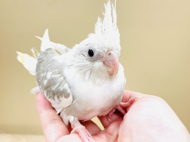 どきどきでいっぱい🤍オカメインコ（ホワイトフェイスシナモンパイド）ヒナ