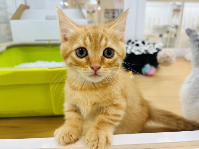 マンチカン