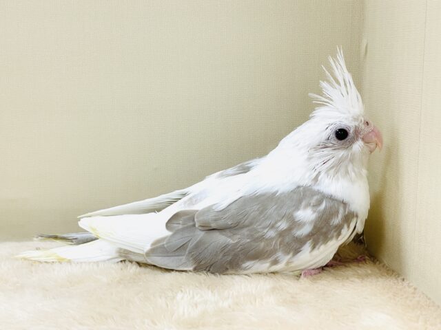 オカメインコ